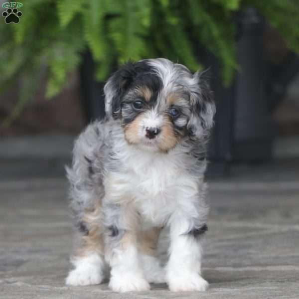 Dallas, Cavapoo Puppy